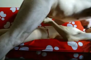 Video Sex ABG Bispak Open BO Murah Jakarta